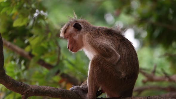 Monkey in Sri Lanka