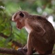 Monkey in Sri Lanka - VideoHive Item for Sale