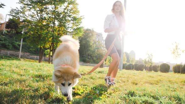 Young woman walking her cute Akita Inu dog in park on sunny day. Lovely pet