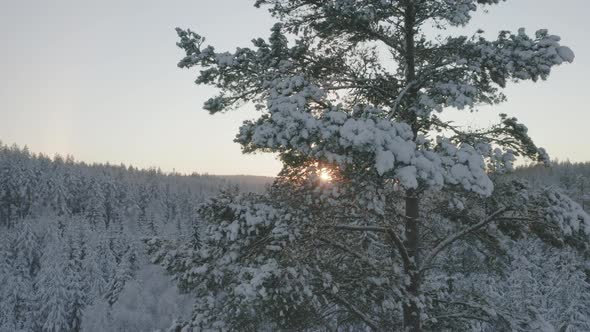 AERIAL - Sunrise over a beautiful winter forest in Sweden, wide rising shot