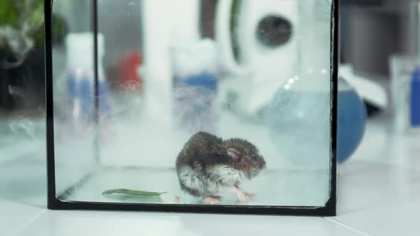 Experiment in Modern Chemistry Laboratory Running Smoke From Flask Into a Glass Container with Mouse