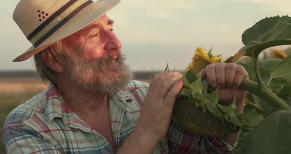 Happy Senior Farmer Holds in Embraces Sunflower and Rejoices in Field at Sunset