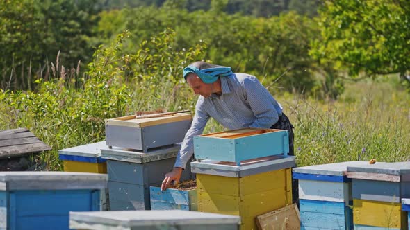 Beekeeper near hives in green garden