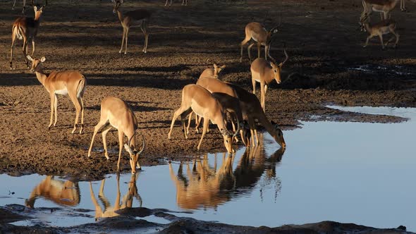 Impala Antelopes Drinking Water - Kruger National Park