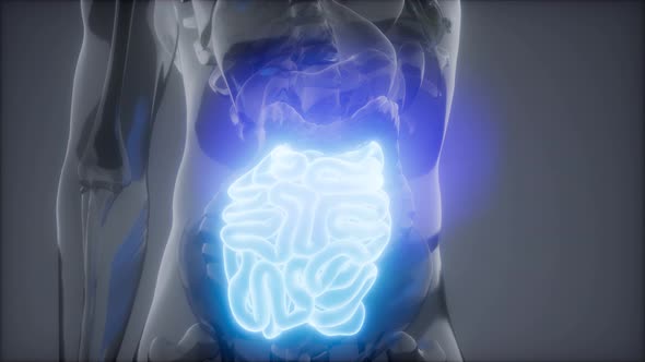 Human Small Intestine Radiology Exam alt