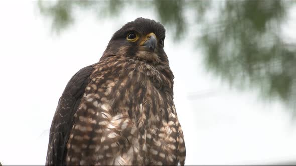 close up of a new zealand falcon