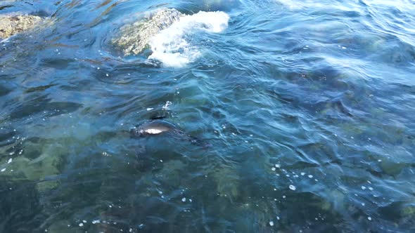 Baby Fur Seal playfully rolling around in the ocean as the swelles in along a rocky shoreline. Drone