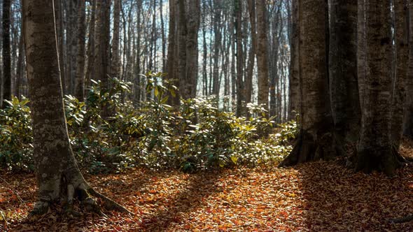 Autumn (4K)