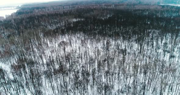 Aerial Video of Winter Forest
