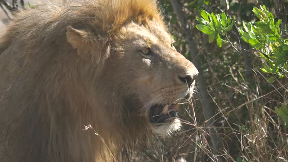 Close up of a lion