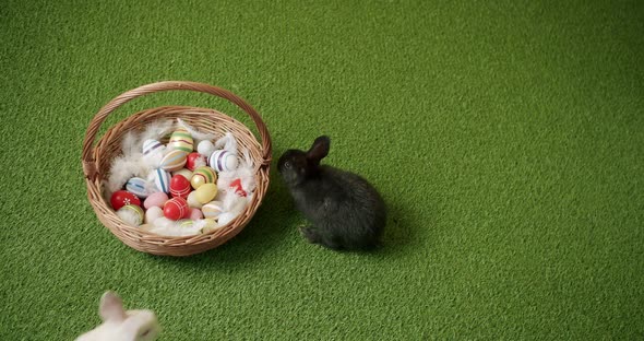 Black and White Bunnies Play on Green Grass Background with Basket