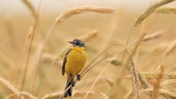 Western Yellow Wagtail