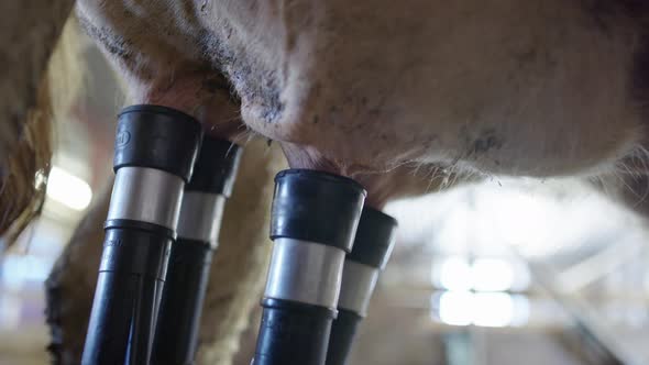 COW MILKING - The four vacuum suckers attached to the teats, milk flows