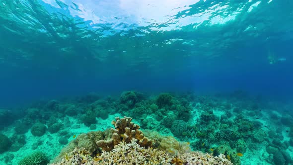 Coral Reef and Tropical Fish. Bohol, Philippines.