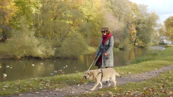 Blind Senior Woman with Guide Dog Walking in Fall Park