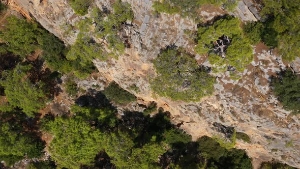 Aerial View Trees Growing On The Mountain