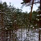 Moving Between Snowy Tree Trunks in Deep Winter Forest Light Rays Playing - VideoHive Item for Sale