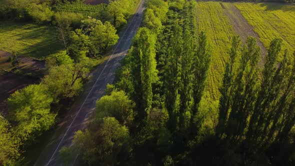 Trees And Highway In The Sunset