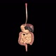 Digestive System - VideoHive Item for Sale