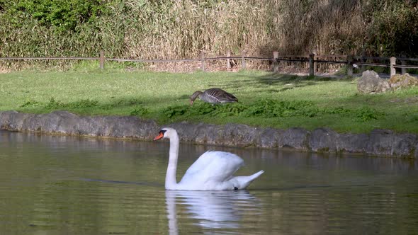 A swan swimming in a pond in the English Gardens in Munich, Bavaria, Germany.