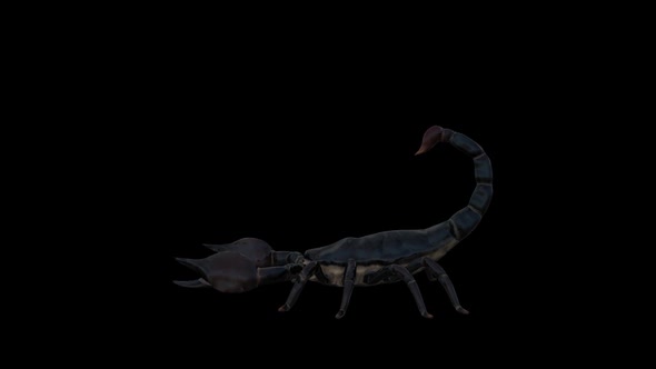 Black Scorpion Attack alt
