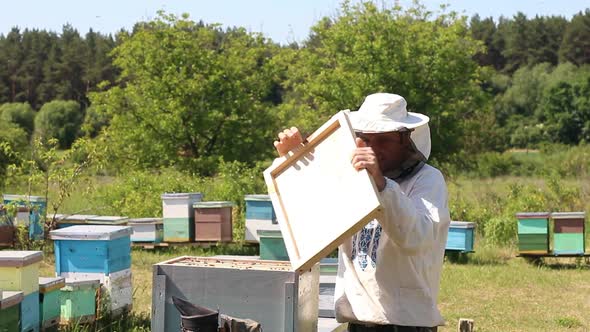 Beekeeper is working with bees and beehives on the apiary. Frames of a bee hive. Apiary concept