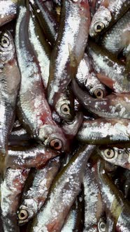 Many small little fish anchovy, tyulka, sprats, seafood background fresh raw food.