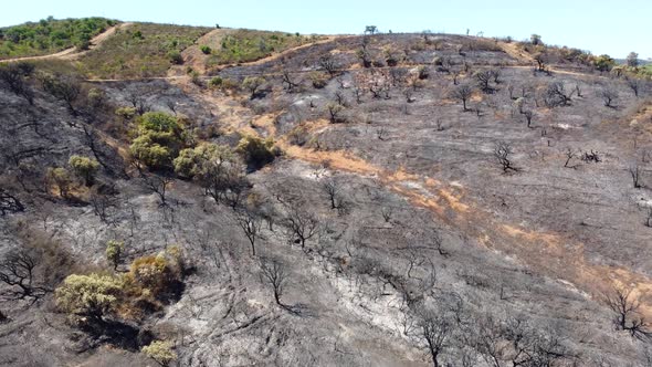 Aerial drone view of burned forest next to the road. Dark land and black trees caused by fire.