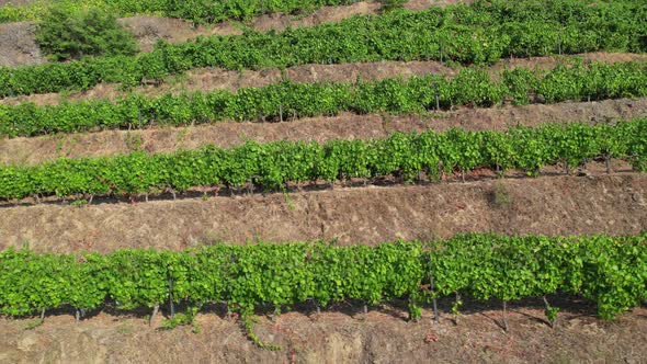 Famous Vineyards. Douro, Portugal