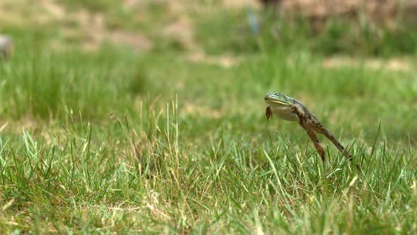 Slow motion shot of frog jumping