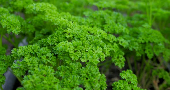 Parsley in a Greenhouse