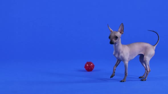 Xoloitzcuintle in the Studio on a Background