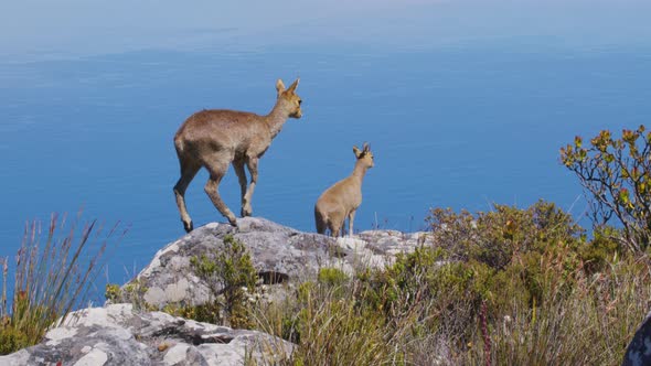 A Pair of Klipspringer Antelopes in Natural Habitat Table Mountain South Africa