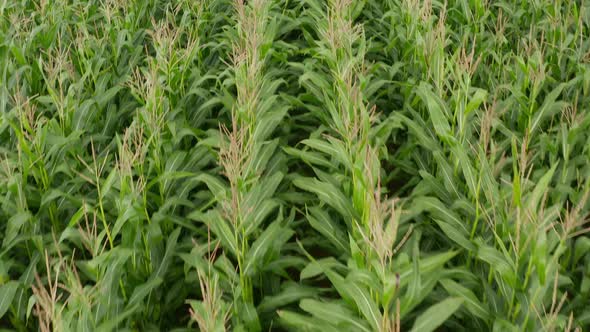 Cornfield Close Up Birds Eye Top Down Aerial Overhead View, Rich Green Agriculture