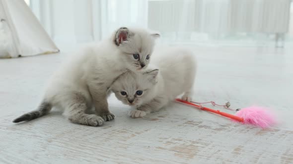 Fluffy Ragdoll Kittens Indoors