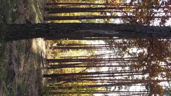 Vertical Video Autumn Forest with Trees in Ukraine Slow Motion