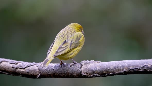 Yellow Saffron Finch or Sicalis flaveola perched on branch of tree and flying away,close up