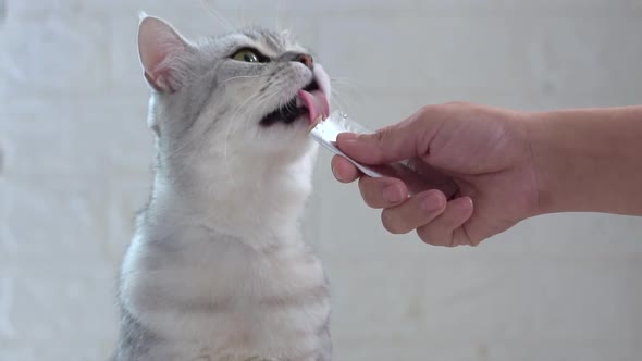 Cute Fat Scottish Cat Licking Snack From Owner Hand