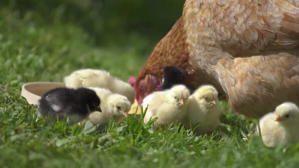 Baby Chicks on Organic Farm