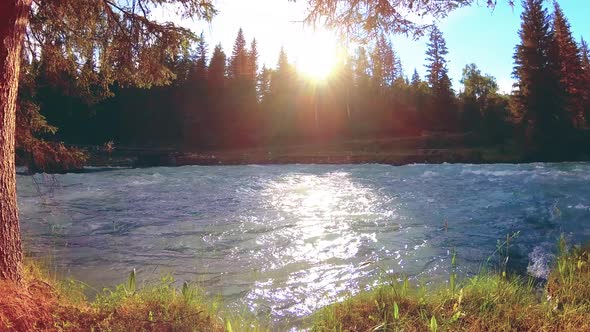 Meadow at Mountain River Bank. Landscape with Green Grass, Pine Trees and Sun Rays. Movement on