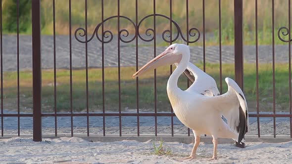 Beautiful Pelican in the Zoo.