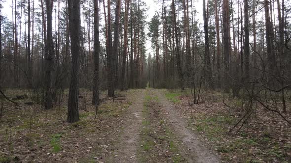 Aerial View of the Road Inside the Forest