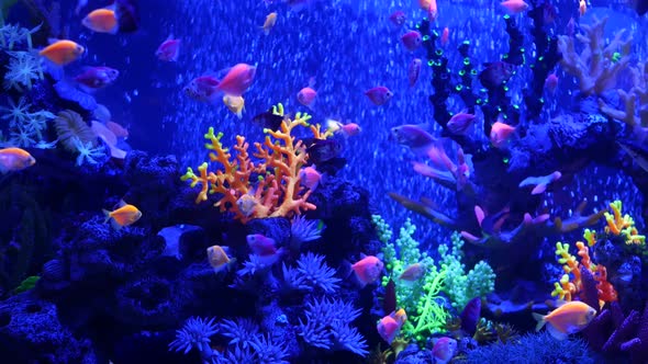 Colorful Vivid Fishes Glow, Violet Aquarium Under Ultraviolet Uv Light. Purple Fluorescent Tropical