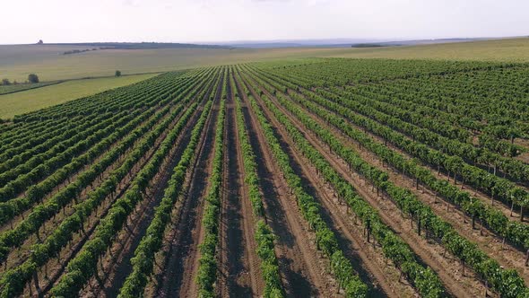 Beautiful View of a Large Green Field of Vineyard Taking Video with Drone Concept of Farming