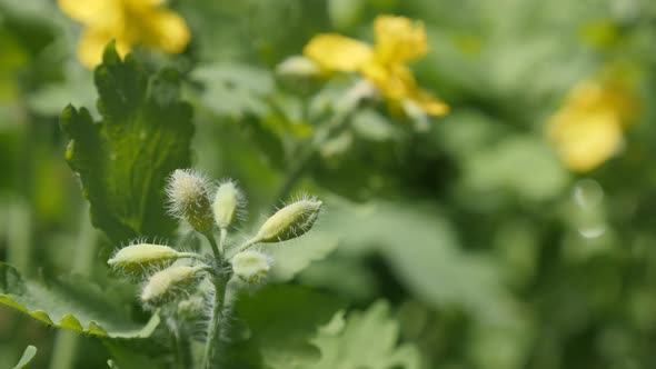 Shallow DOF herbaceous perennial plant Chelidonium majus 4K 2160p 30fps UltraHD footage - Yellow flo