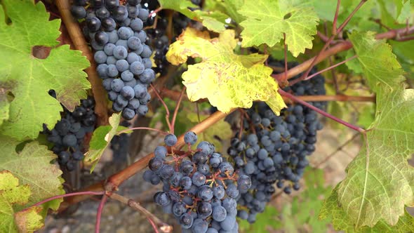 Ripe Grapes for Red Wine