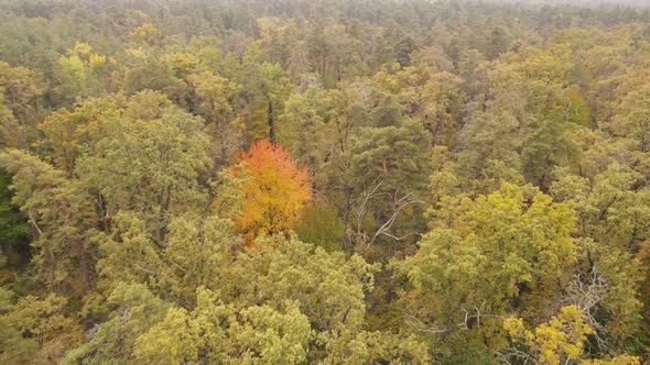 Autumn Forest Landscape with Trees By Day