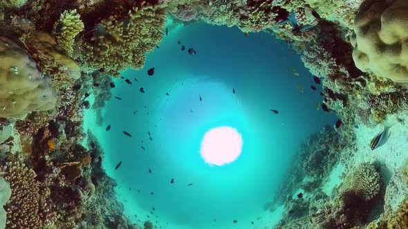 Coral Reef and Tropical Fish. Bohol, Philippines