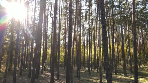 Forest Beautiful Landscape in an Autumn Day