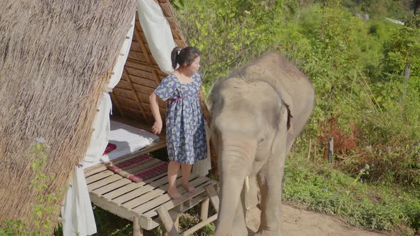 young asian female casual dress playing and feed child elephant with care and happiness